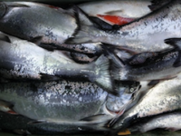 When Good Fishing Is Bad News In Bodega Bay