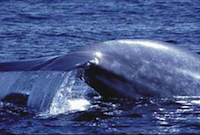 Blue whales spotted close to Sonoma Coast