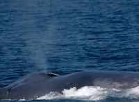 California: Rare Sighting of Blue Whales