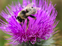 Diggin’ the Bees in Bodega