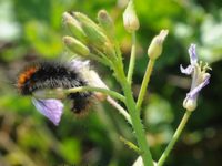 Be on the Lookout for Bears at Bodega Head