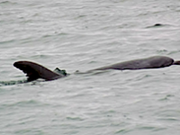 Dolphins In Bodega Bay…