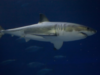 Protection sought for great white sharks