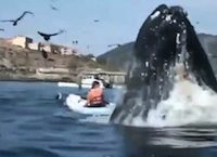 Whale Watching: Up Close and Personal