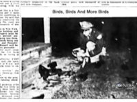 Hitchcock’s ‘The Birds’: Mystery Solved