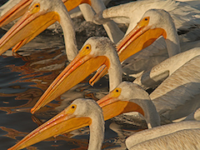 Bodega Bay Pelicans: Synchronized Swimming