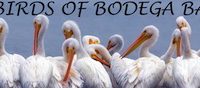 The “Other Birds” of Bodega Bay