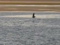 Pelicans Feeding at Sunset – Bodega Bay, CA