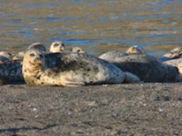 Protecting Harbor Seals Along the Sonoma County Coast By Norma Jellison