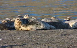 SealsSmall