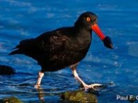 Bodega Bay Oystercatcher Feeding
