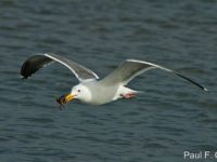 California Seagull in Flight with Crab at Bodega Bay