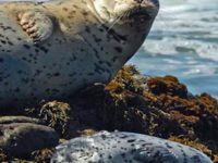 Seal Release – SEPTEMBER 7 – Marine Mammal Center