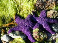 Wasting Disease Devastates West Coast Starfish