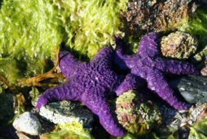 StarfishDisease