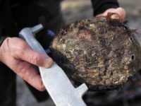 Shell Game: Hunt for Red Abalone