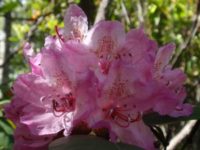 Bodega Bay Daytrip: Visit Kruse Rhododendron State Reserve