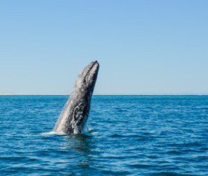 gray-whale-1