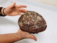 Abalone diving banned next year to protect population on brink of collapse