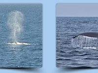 Whale Watching in Bodega Bay