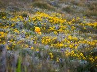 Sonoma Coast Wildflower Hike