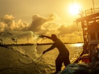 Crab Season Delayed Again North Of The Sonoma-Mendocino County Line