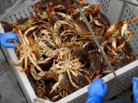 Getting crab on the table for Christmas