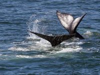 Looking out for spouts: Whale-watching season