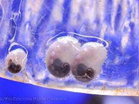 Endangered White Abalone Program Yields Biggest Spawning Success Yet