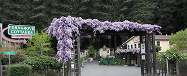 Fern Grove Cottages Russian River Lodging