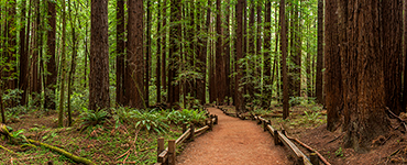 Armstrong Redwoods State Natural Reserve