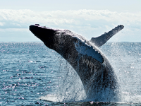 Whale Migration Bodega Bay