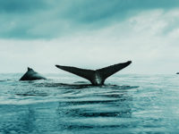 The Whales Were Saved but How Are They Doing?