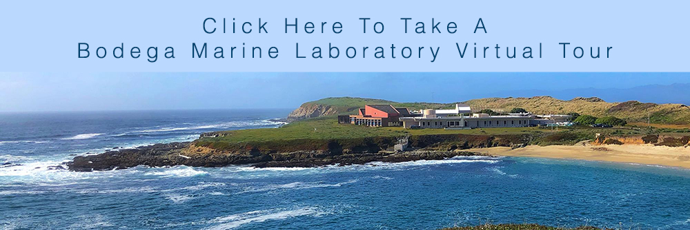 Bodega Marine Laboratory Virtual Tour
